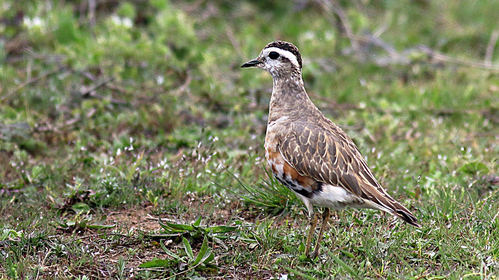 Eurasian Dotterel